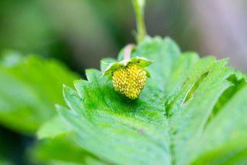 Wald-Erdbeere / Wild-Erdbeere