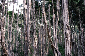trees in the forest