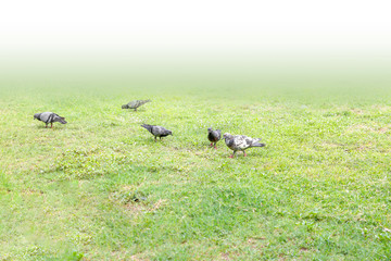 Many pigeon feeding on the lawn