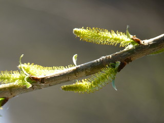 Detail of willow Salix sp. branch with blooming male catkins in spring with green/gray background