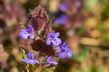Glechoma hederacea is an aromatic, perennial, evergreen creeper of the mint family Lamiaceae....