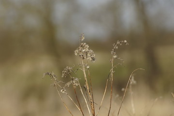 Gras im Herbst