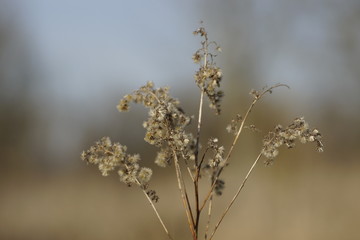 Gras