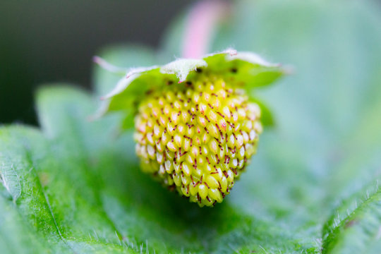 Wald-Erdbeere / Wild-Erdbeere
