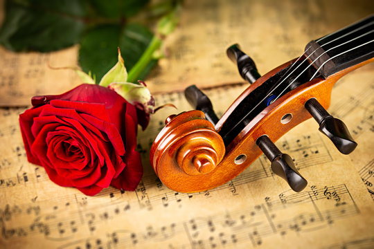 violin rose wallpaper