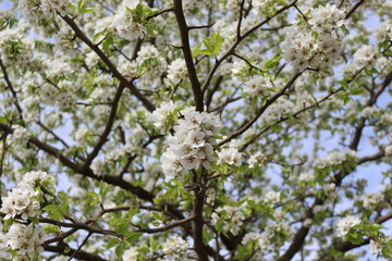 Snow-white flowers bloomed on pear tree in early spring. 