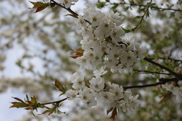 
Snow-white flowers bloomed on cherry plum in early spring