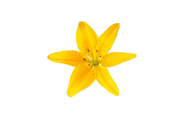 single lily isolated