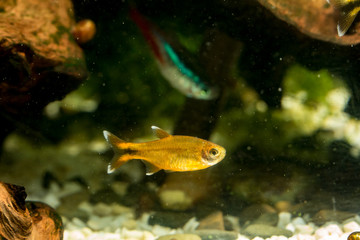 a copper tetra fish swims in an aquarium against a background of driftwood, other fish and white pebbles