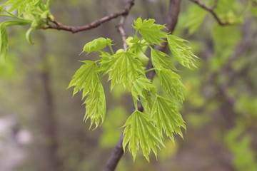 
Yellow flowers bloom on maple in spring.