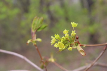 
Yellow flowers bloom on maple in spring.