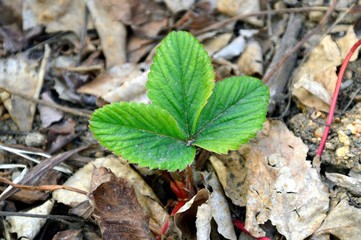 The first fresh strawberry sprout in last year's dry foliage. spring time