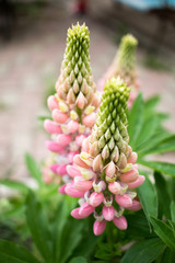 close up of a flower