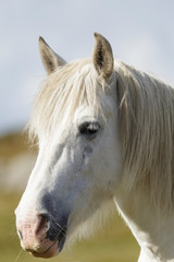 Obraz na płótnie Canvas Close up of a white horse on the Wild Atlantic Way, Donegal, Ireland