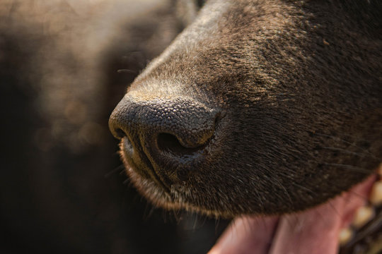 close up of a dog nose