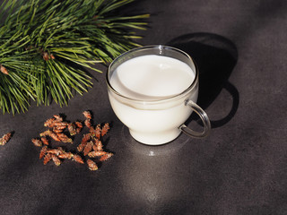 Milk in a transparent сup, pine branches with buds, pine shoots on a dark table, closeup. Recipe for an antimicrobial natural drink for coughing during illness. Alternative medicine.