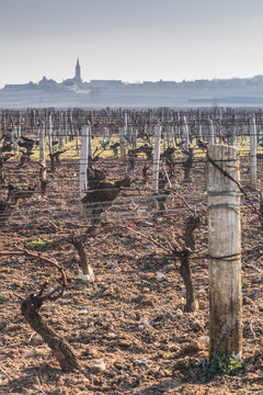 Looking across the vineyards towards the small village of Saint Andelain. The hazy morning light provides a near silhouette of the village.