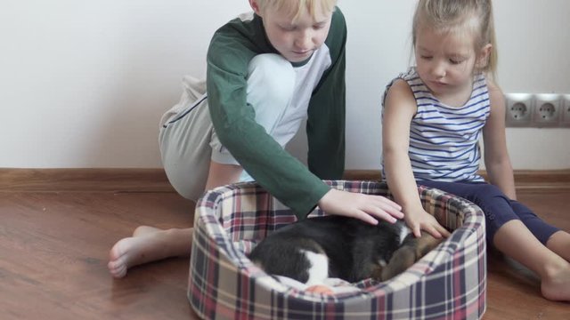 Children caress a little beagle puppy at home. Concept kids and a dog in an apartment