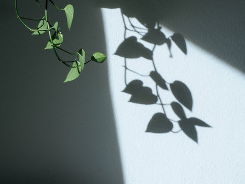 Shadow Of A Hanging Devil's Ivy Hanging Indoor Plant 