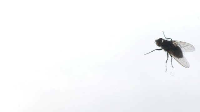 Fly crawls on dirty window. Macro footage with insect crawling on glass surface.