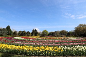 馬見丘陵公園　チューリップ畑