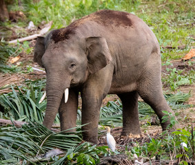 Bornean Pigmy elephant  © Alessandro