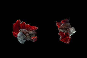 Colourful Betta fish,Siamese fighting fish in movement isolated on black background