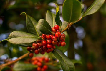 red berries on a branch