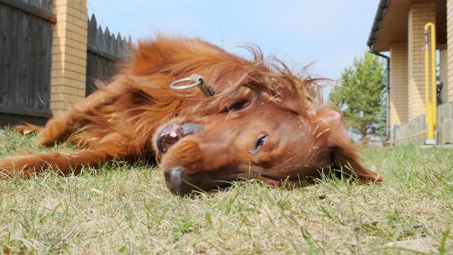 funny dog itches on grass on lawn. playful irish setter tumbling on meadow.