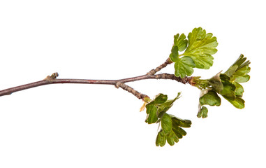 Gooseberry bush branch on an isolated white background. Berry bush sprout with leaves isolate.