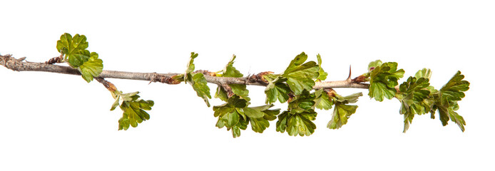 Gooseberry bush branch on an isolated white background. Berry bush sprout with leaves isolate.