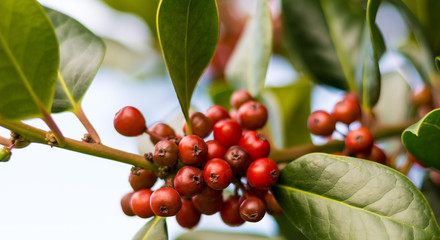 red berries on a tree