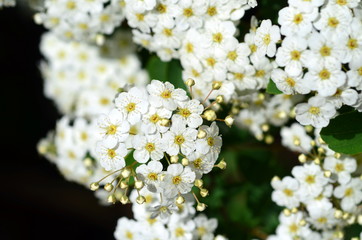 Winzige weiße Blüten an einem Strauch