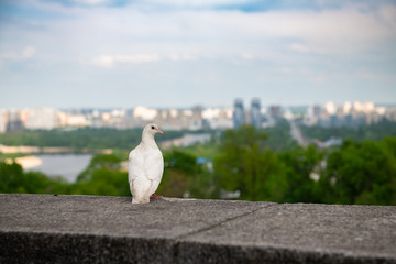 Nice white pigeon looking at Kiev city left coast panoramic view