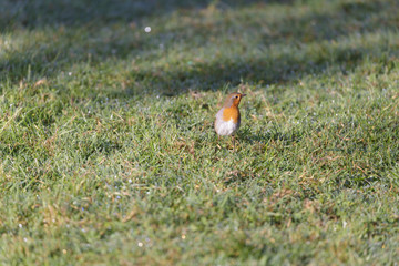 A Robin Redbreast sits quietly on green grass.