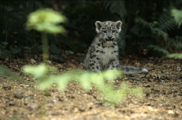 Snow Leopard