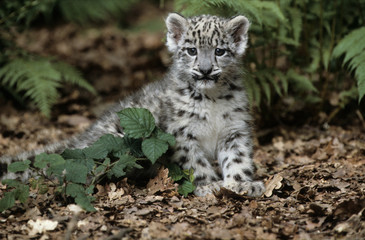 Snow Leopard