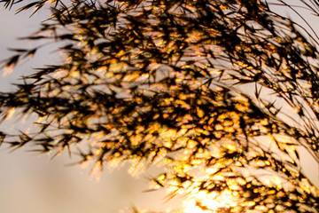 Dry field wild grass and sunlight movement under the wind in countryside swampy meadow.