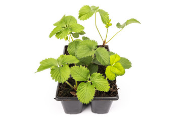 Strawberry Plant Pot Photos Royalty Free Images Graphics