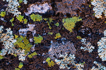 Yellow lichen or moss Cetraria pinastri on the tree. Highly detailed fungus in the outdoors forest.