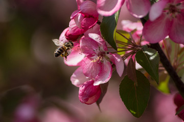 wiosna pszczoła  - obrazy, fototapety, plakaty