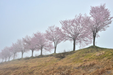 Fototapeta na wymiar 朝の桜並木