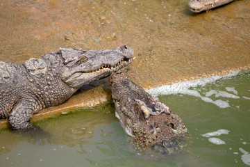 Asia Crocodile in the river