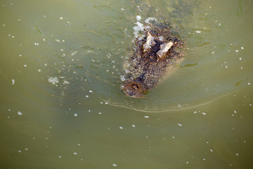 Asia Crocodile in the river
