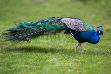 Obraz premium Beautiful peacock on green grass
