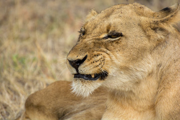 Portrait of a young female lion (Panthera leo) taken in the Sabi Sands, South Africa