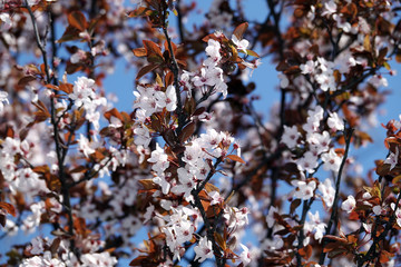 Apple tree blooms in white flowers
