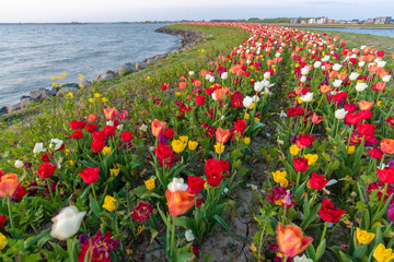 an island full of tulips in Zeewolde flevoland. with a sunrise in the background.