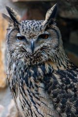 Portrait of an European eagle-owl (Bubo bubo) – standing in a rock hollow