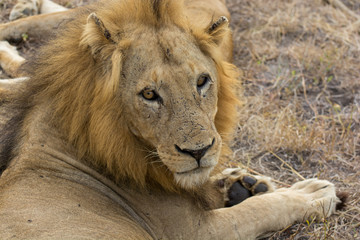 Obraz premium Portrait of young male lion (Panthera leo) taken in the Sabi Sands reserve, South Africa